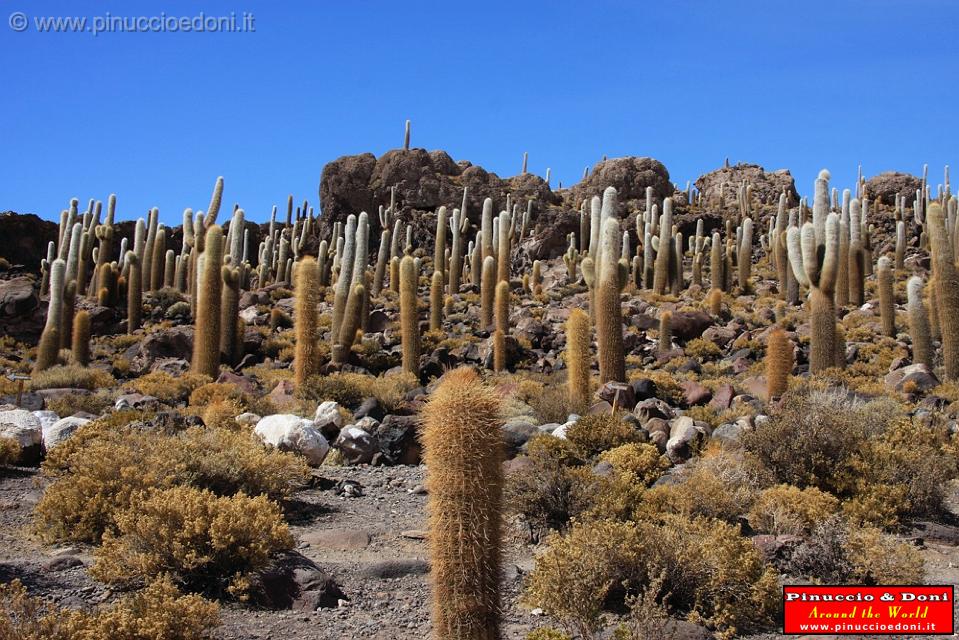 BOLIVIA 2 - Isla Los Pescados - 05.jpg